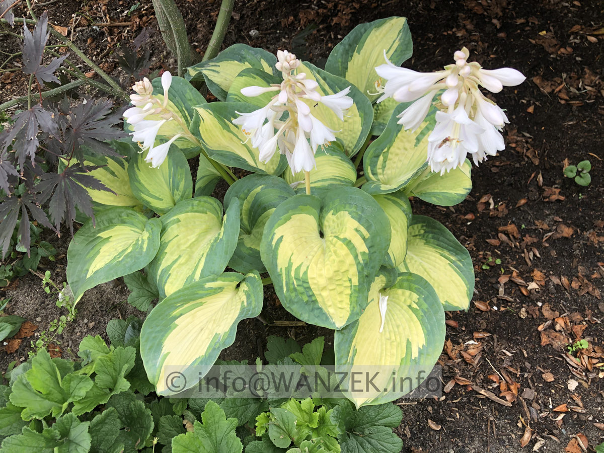 Hosta Hybride Great Expectations - bluehend 03.JPG